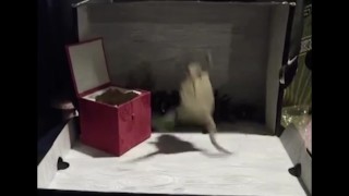 Kati3kat DMCA Claims