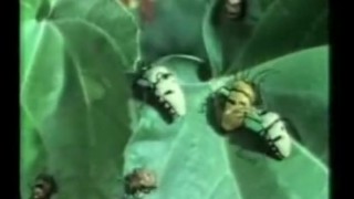 Chinese Sex Education Video: Treatment of Impotence and Prospermia