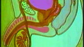 Chinese Sex Education Video: Male Genitalia